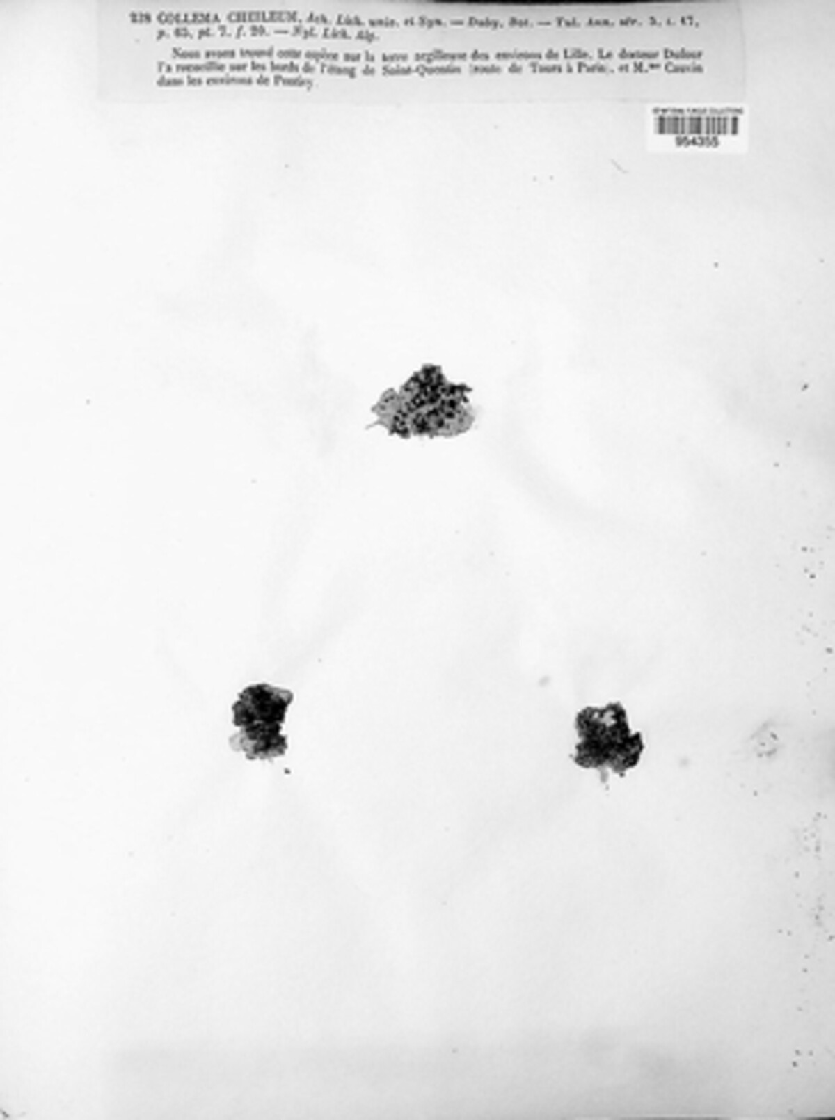 Blennothallia crispa image